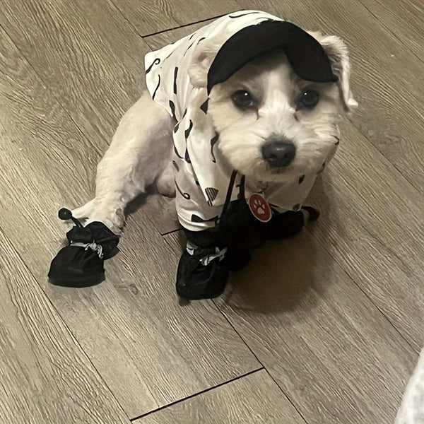 Small dog wearing a Dalmatian costume with a black hat on a wooden floor. From Midello.eu