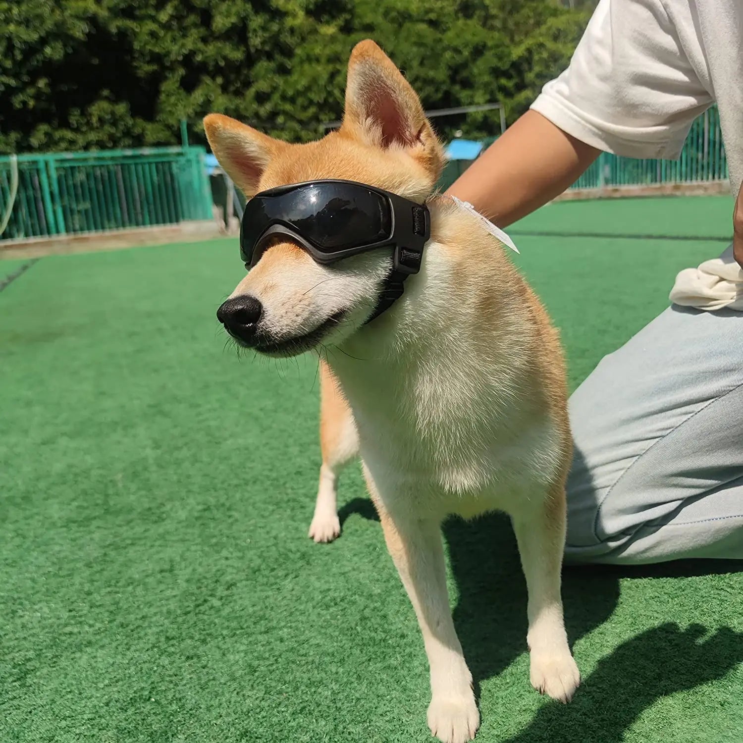 Midello UV dog goggles in use — protecting a dog's eyes from wind and sun outdoors