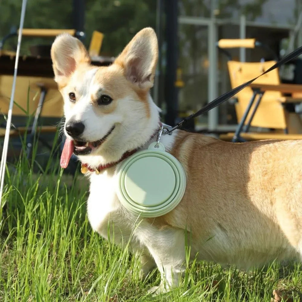 Midello collapsible pet bowl showing food-safe silicone material and lightweight design