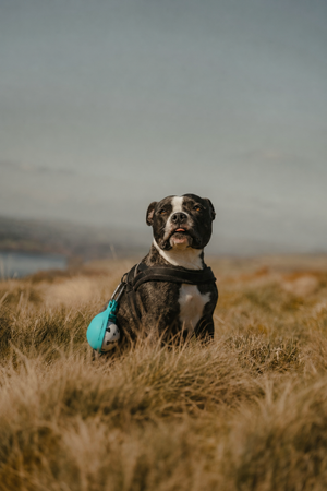 Portable dog water bottle with stainless steel design from Midello.eu