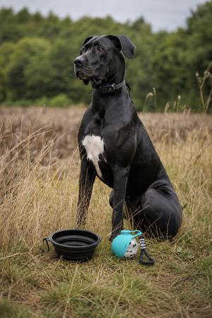 Portable dog water bottle with stainless steel design from Midello.eu