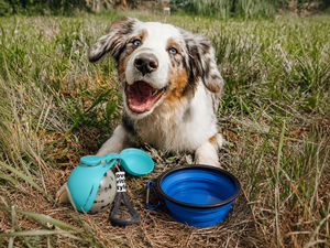 Portable dog water bottle with stainless steel design from Midello.eu